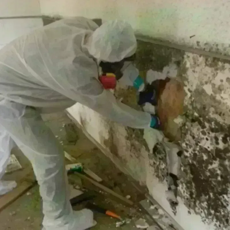 Mold Remediation and Removal in Orange, OH